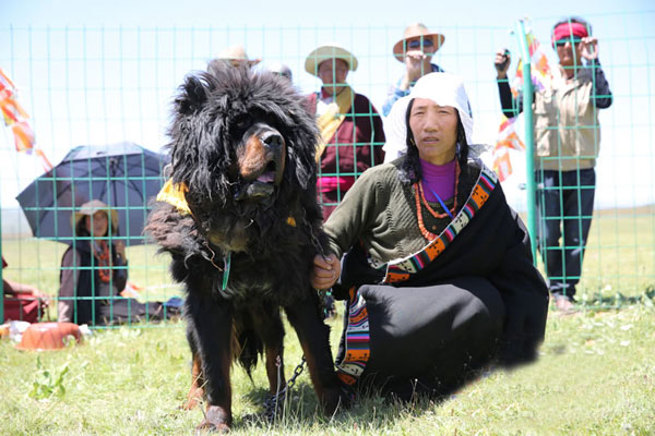 Mastiff Dogs & Tibetan Woman